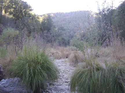 Big grasses in the dry creek bed at China Hole, looking southwest down the canyon.