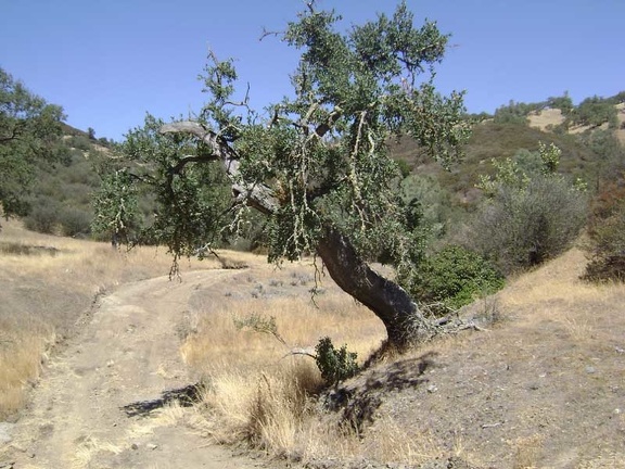 Gnarled oak on Pacheco Creek Trail at a (dry) creek crossing.