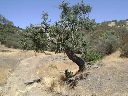 Gnarled oak on Pacheco Creek Trail at a (dry) creek crossing.