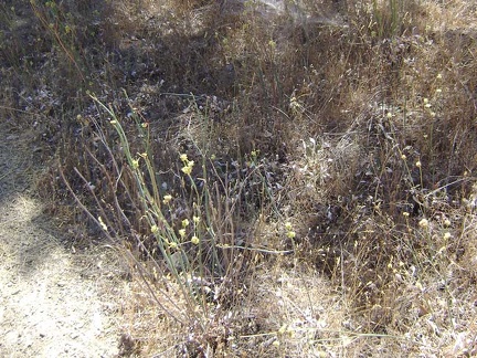  A yellow-flowered buckwheat-like plant.