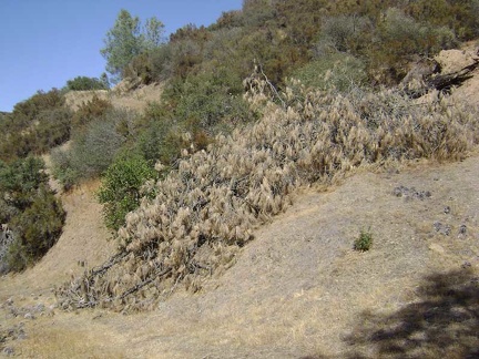 A downed pine tree blocks the first rise on the Canteen Trail.