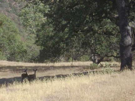 Deer near Pacheco Ridge Road.