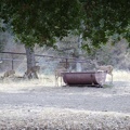 A family of deer visit Pacheco Camp to get a drink from the "horse spring."