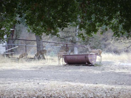 A family of deer visit Pacheco Camp to get a drink from the "horse spring."