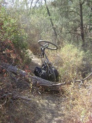 As Willow Ridge Trail rises, it passes through a brushy area with pretty red-leaved poison oak reaching out into the trail.