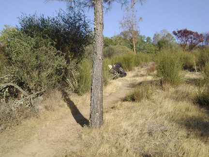 My next break spot, a little higher again up Willow Ridge Trail, eating yet another Clif bar, drinking yet more water.