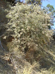 A lush mountain mahogany shows off its creamy-white post-bloom seed heads, which are just as nice as flowers