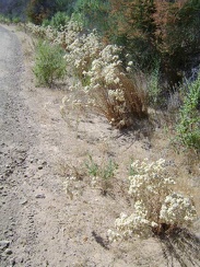 Along here are numerous "California everlasting" plants with their dry flowers
