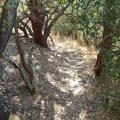Now I'm on my favourite part of this side of China Hole Trail, where it passes through a manzanita grove