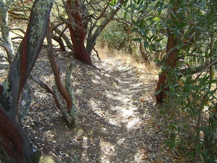 Now I'm on my favourite part of this side of China Hole Trail, where it passes through a manzanita grove