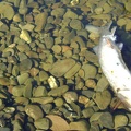 A dead fish rests in the large pool at China Hole