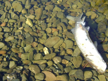 A dead fish rests in the large pool at China Hole