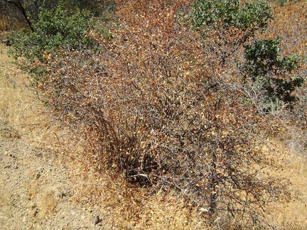 I finally start today's hike, first up White Tank Spring Trail, and pass this dormant hillside gooseberry (ribes californicum)