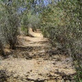 Above Pacheco Camp, White Tank Spring Trail passes through a ceanothus grove before rising into a drier, more exposed area