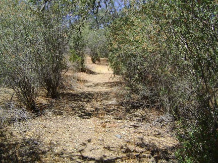Above Pacheco Camp, White Tank Spring Trail passes through a ceanothus grove before rising into a drier, more exposed area