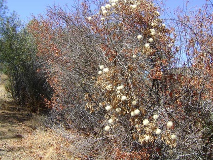 Fluffy clematis post-flower seed heads along White Tank Spring Trail, Henry Coe State Park