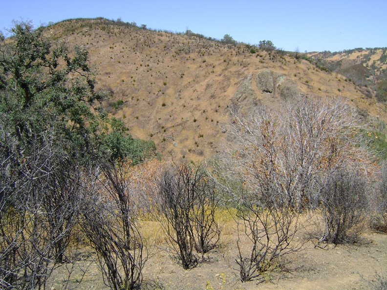 View of damage from last year's brush fire from White Tank Spring Trail, Henry Coe State Park