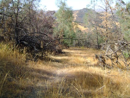 After 2.4 miles on Center Flats Road, and only 300 feet overall elevation drop, I begin the steep hike down Walsh Trail