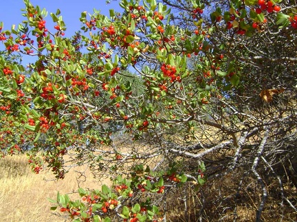 Wild berries (chokecherries?) on the way down Walsh Trail