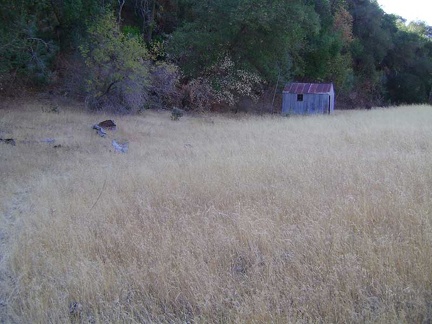 This intact shed also sits at the bottom of Walsh Trail by Pacheco Creek