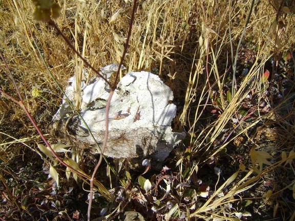 I almost didn't see this skull camouflaged in the grass along Pacheco Creek