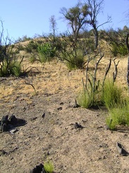 At first, I find myself climbing up through a very burnt landscape looking for the trail