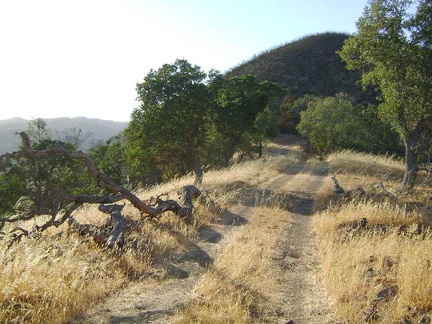 At the top of this part of Pacheco Ridge, the road winds to the right around the lush green knob ahead and through a shady area