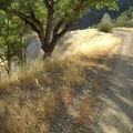 I walk down the switchbacks of Coit Road for 3/4 mile to get back to my tent at Pacheco Camp