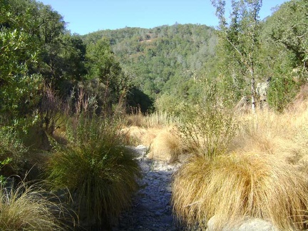 View down the canyon behind my tent site at China Hole, Henry Coe State Park