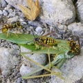  A few yellowjackets are still buzzing around the ground near my tent, feeding on this "leaf"