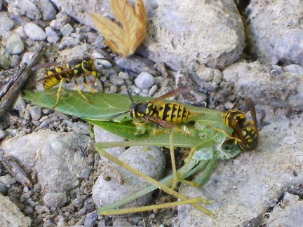  A few yellowjackets are still buzzing around the ground near my tent, feeding on this "leaf"