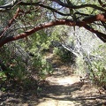 Now I pass through my most favourite part of China Hole Trail, "the manzanita tunnel"