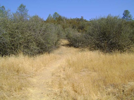 Kingbird Pond Trail crosses a dry area studded with ceanothus shrubs