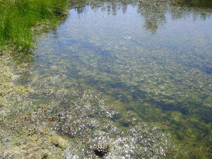 Aquatic plant life at Kingbird Pond