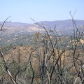 I look down across the Orestimba Wilderness through some burned chamise skeletons from last year's brush fire