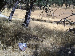 During a short walk around the Orestimba Corral area, I stumble across a deflated "happy birthday" balloon