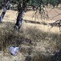 During a short walk around the Orestimba Corral area, I stumble across a deflated "happy birthday" balloon