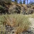 A lot of brickellbush grows in the dry, gravelly Orestimba Creek stream bed