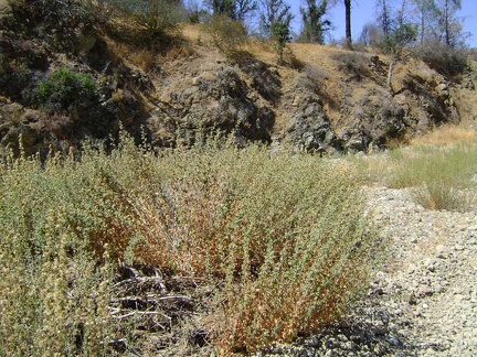 A lot of brickellbush grows in the dry, gravelly Orestimba Creek stream bed