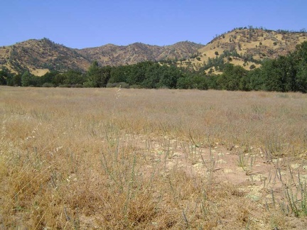 I ride a mile up Red Creek Road across Paradise Flat, one of the only flat areas in Henry Coe State Park, and I feel hotter