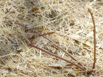 I saw a lot of dragonflies buzzing around the plants along the dam, and here's one resting on a plant at my campsite