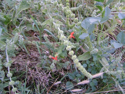 Many stachys plants populate the moist edges of the lake and there are even a few red monkey flowers for the hummingbirds