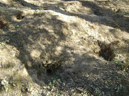 I sit down for a few minutes in a semi-shady spot next to some squirrel holes in the side of the hill