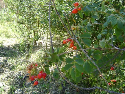 Some very healthy wild roses grow by this moist spot on Red Creek Road