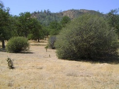 A number of ceanothus bushes dot the flat landscape just north of the private ranch