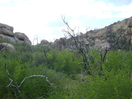Dense greenery grows around the wash at Howe Spring, Mojave National Preserve