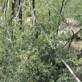 This looks like some kind of scrub oak growing here at Howe Spring, Mojave National Preserve