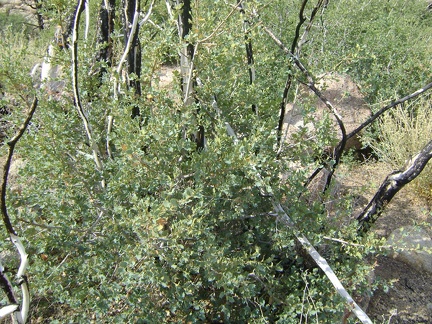 This looks like some kind of scrub oak growing here at Howe Spring, Mojave National Preserve