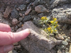 And here's one of those Goldfields-like flowers of which I saw several while hiking Sleeping Beauty a couple of days ago