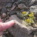And here's one of those Goldfields-like flowers of which I saw several while hiking Sleeping Beauty a couple of days ago